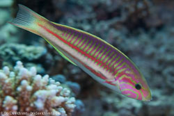 BD-121129-Aqaba-7734-Thalassoma-rueppellii-(Klunzinger.-1871)-[Klunzinger´s-wrasse].jpg
